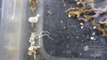 Media type: image;   Invertebrate Zoology 153333 Description: Live specimen.;